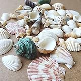 Shells Mixed, Natur Muscheln, Strandmuscheln, Bastelmuscheln, Deko Muscheln,...