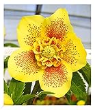 BALDUR Garten Christrosen 'Hantay', 1 Pflanze, Helleborus Niger, winterharte...
