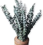 10 Pack Natürliche Getrocknete Eukalyptus 17 Zoll/45cm konserviert frische...