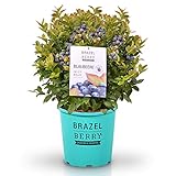 BrazelBerry 'Jelly Bean' Heidelbeere, Beerenobst Strauch, Waldbeere, Blaubeere,...