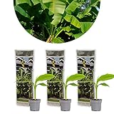 Bloomique - 3er-Set - Musa Basjoo - Bananenpflanze - Gartenbanane -...
