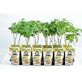 Rubus idaeus 'Fallgold' – Gelbe Herbsthimbeere, ca. 30 cm | Süß & Aromatisch...