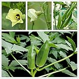 Okra Seeds (Bio) - Non GMO Clemson Heirloom Cow Horn 25+ Okra Garden Seeds...