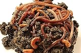 Kompostwürmer 50 Stk. Wurmfarm, Wurmzucht, Eisenia Fetida