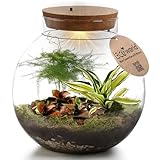 vdvelde.com - Tropical Biodome - Ecoworld Flaschengarten mit 3 Mini Pflanzen im...