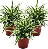 Grünlilie, (Chlorophytum comosum), luftreinigende Zimmer und Büropflanze, (3...