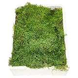 Blumigo Plattenmoos - Frisches Moos - 1 Box mit 4 Ebenen je ca. 35x25 cm - Zum...
