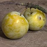 Große Grüne Reneklode Pflaumenbaum alte historische Sorte 150-170 cm 10 Liter...