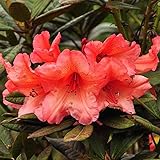 Rhododendron 'Tortoiseshell Orange' - Kompakter Wuchs mit orange Blüten - 40-50...