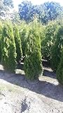Thuja occidentalis 'Smaragd' 175-200 cm - Lebensbaum, immergrün,...
