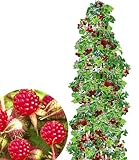 BALDUR Garten Japanische Säulen-Himbeeren, 1 Pflanze, Japanische Weinbeere,...
