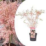 Plant in a Box - Japanischer Ahorn 'Taylor' - Acer Palmatum - winterhart -...