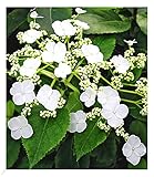 BALDUR Garten Kletter-Hortensien 'Semiola®', 1 Pflanze, Hydrangea petiolaris,...