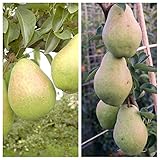 Duo Birnenbaum Köstliche von Charneux und Williams Christ