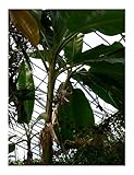 ★★ Himalaya Banane ★★ 10 Samen -musa sikkimensis -Robust und Frosthart-