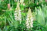 100 Samen Weiße Lupine Samen Lupinus albus Lupinien Wildblume Grün Dünger