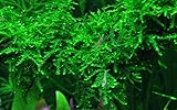 Tropica Aquarium Pflanze Moos Vesicularia ferriei 'Weeping Nr.003B TC in Vitro...
