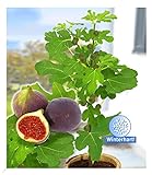 BALDUR Garten Frucht-Feige Rouge de Bordeaux groß, 1 Pflanze, Ficus carica...