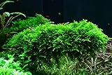 Tropica Aquarium Pflanze Moos Vesicularia dubyana 'Christmas Nr.003ATC in Vitro...