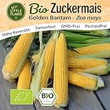Little Plants BIO Mais Samen 30 Maissamen Golden Bantam Zuckermais Gemüsesamen...