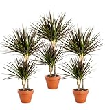 Pflanze Plus | 3er-Set Drachenbaum | Ø 50 cm | ø 12-15cm Topf | Pflegeleichte...