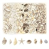 MoguGo 210 Stück Muscheln 8 Arten Muscheln zum Basteln Natürliche Muscheln...