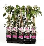 Immergrüne Clematis Armandii 'Apple Blossom' – Kletterpflanze 60-80 cm |...