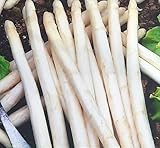 50 Samen Spargel weiß Mehrjährig Asparagus Weißspargel