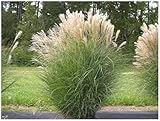 10 x Miscanthus sinensis im 1 Liter Topf...