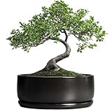 SQOWL Bonsai-Töpfe – 20,3 cm Keramik-Pflanztöpfe für Sukkulenten, runder...