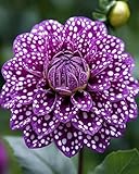 Dahlien zum Anpflanzen,winterharte mehrjährige,Blütendurchmesser 30...