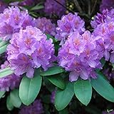 Rhododendron Hybride 40-50 cm Alpenrose Frühlingsblüher verschiedene Sorten...
