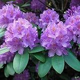 Rhododendron Hybride 40-50 cm Alpenrose Frühlingsblüher verschiedene Sorten...