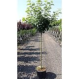 Apfel Baum 'Cox Orange Renette' Malus domestica im 7,5l Topf gewachsen 150-200cm...