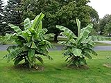 winterharte Banane Musa basjoo 30 cm Banane Faserbanane Bananenbaum Musa basjoo...