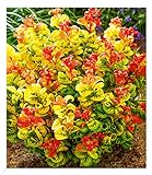 BALDUR Garten Traubenheide 'Curly Gold®', 1 Pflanze, attraktive Blattfärbung,...