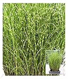 BALDUR Garten Chinaschilf Zebragras, 1 Pflanze, Miscanthus zebrinus strictus...