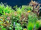 Daxton-Plant - 10 Bund Wasserpflanzen Mix - Aquarim - Pflanzen - gegen Algen -...
