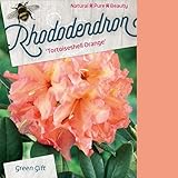 Rhododendron 'Tortueshell Orange' - Rhododendron 'Tortueshell Orange' - 40-50 cm...