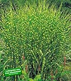 BALDUR Garten Chinaschilf Zebragras, 3 Pflanzen Miscanthus zebrinus strictus