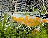 Garnelio Orange-weiße Zwerggarnelen - 10 Stück für Nano Aquarium /...