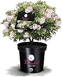 Plantenwelt Wiesmoor !!WELTNEUHEIT!! Bloombux® – Flower & Form by INKARHO®...