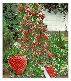 BALDUR Garten Kletter-Erdbeere 'Hummi®', 3 Pflanzen, Fragaria Erdbeerpflanze,...