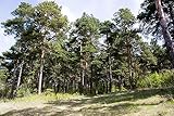 100 Samen Waldkiefer Pinus sylvestris, Baum Samen, Nadelbaum,...