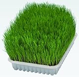 TRIXIE Softgras für Katzen - Gras-Saat zum frischen Selbstziehen - reich an...