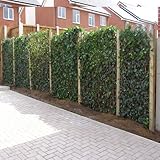 Efeu für 1 Laufmeter Hecke (6 Pflanzen) - 6 kaufen, nu 4 bezahlen - 100%...