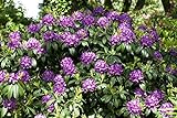 Rhododendron PG 1 'Cataw. Grandiflorum' 5L 40-50 Catawba-Rhododendron...