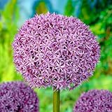 Dutch Bulbs Allium Zwiebeln Super Bowl - 5 Blumenzwiebeln - Riesen Zierlauch...
