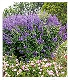 BALDUR Garten Mönchspfeffer 'Queen Bee®',1 Pflanze, mehrjährig - winterhart,...