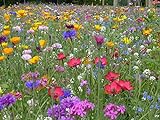 Blumenwiese mit 65 Wildkräuterarten, fünfjährige Bienenweide,...